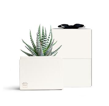 Petite Zebra Plant custom gift for employees
