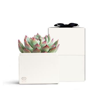 Petite Bliss Plant as a corporate gift
